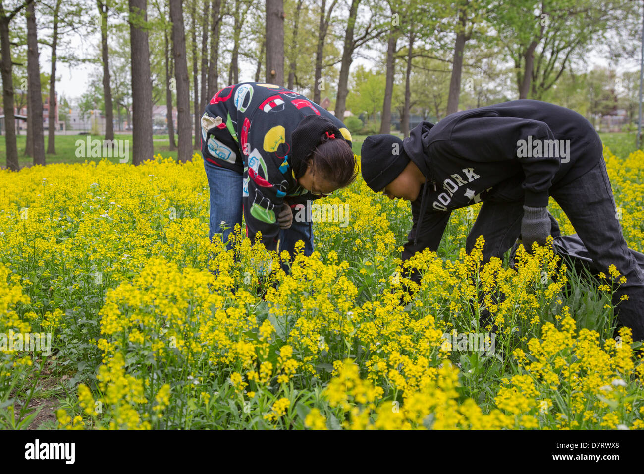 Volunteers remove the invasive garlic mustard from a city park in Detroit Stock Photo
