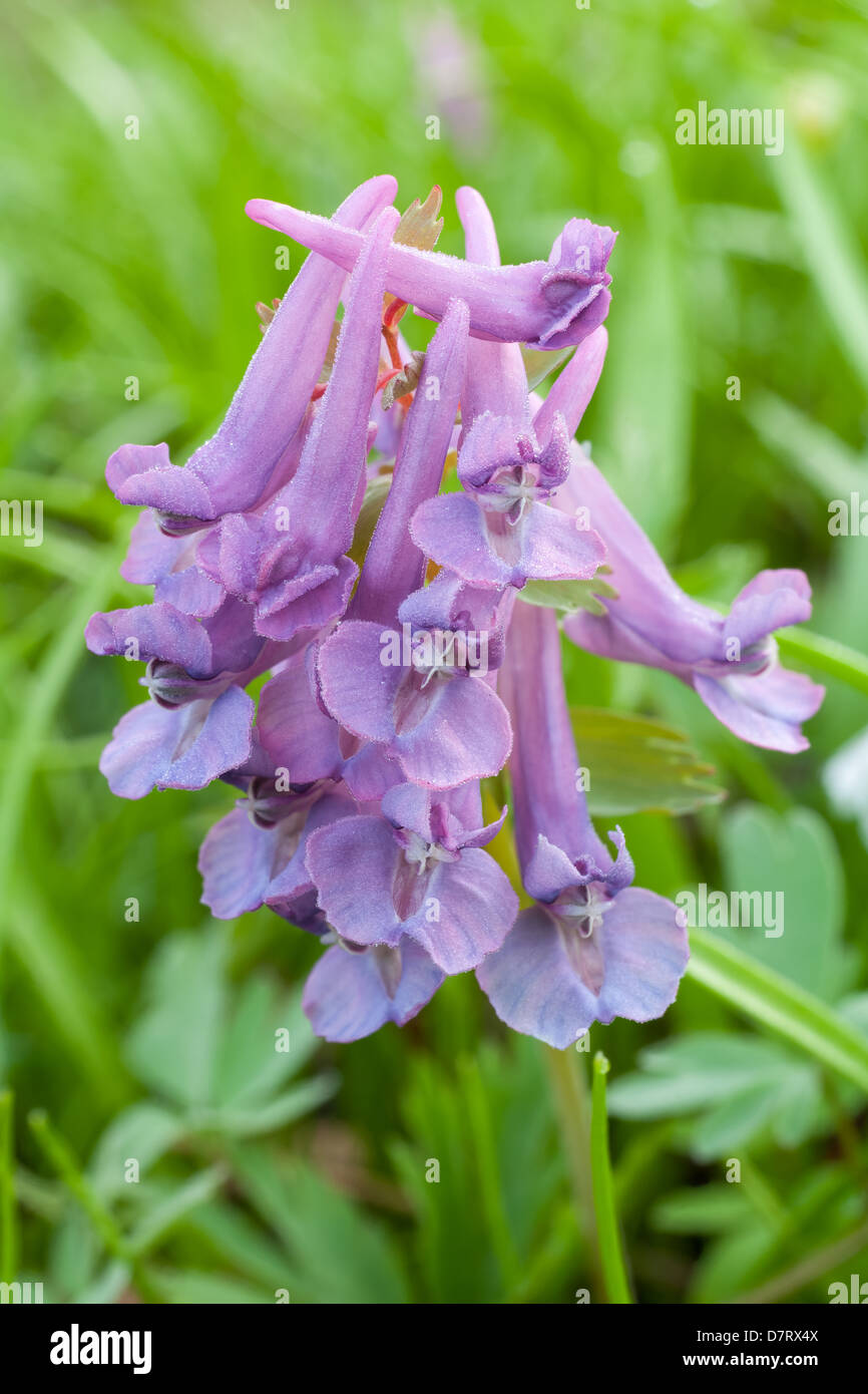 Fumewort, Corydalis solida Stock Photo