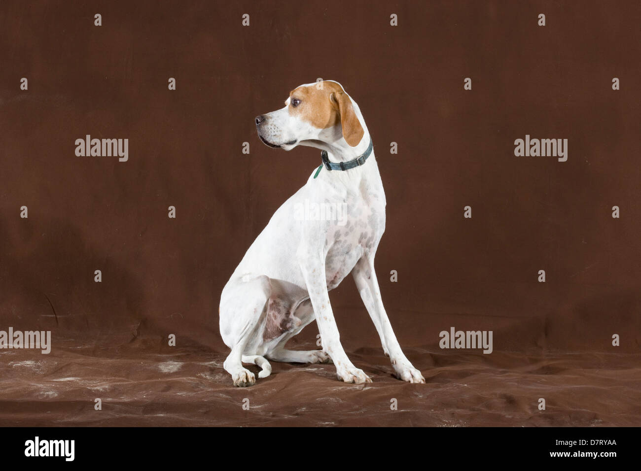 English Pointer gundog Stock Photo Alamy
