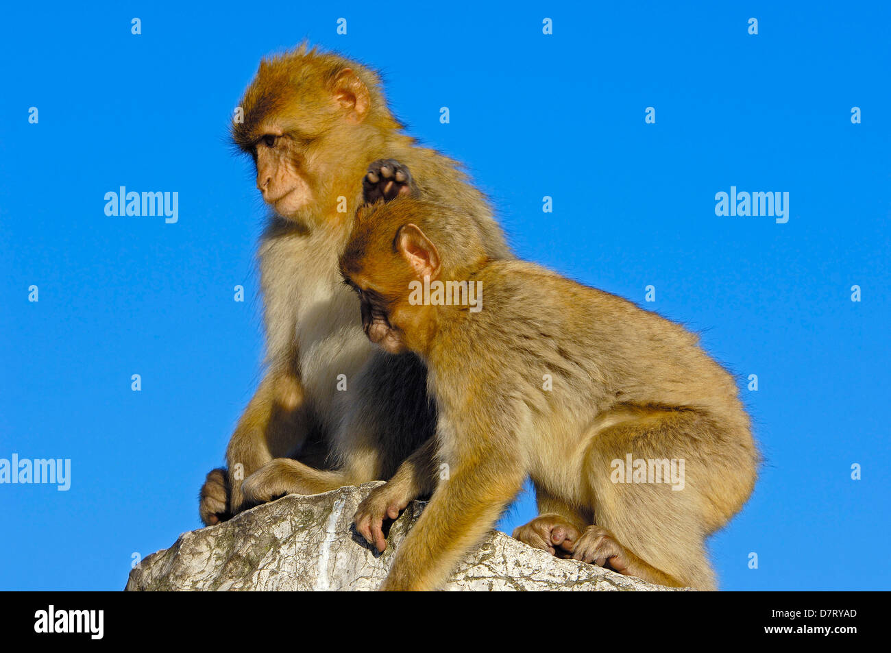 Barbary Macaque (Macaca sylvanus). Gibraltar, UK Stock Photo