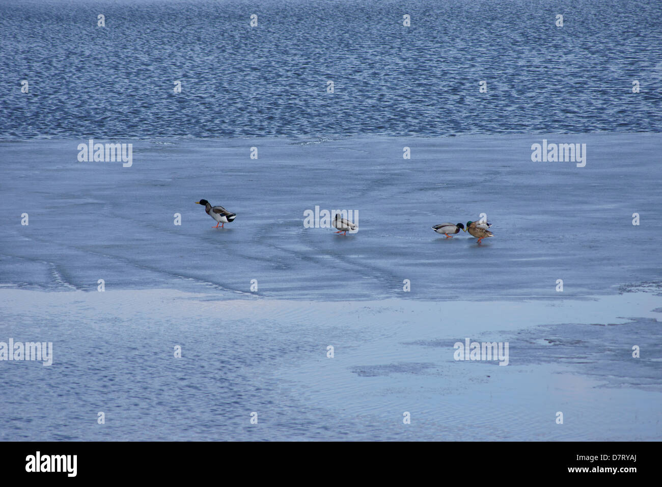 Ducks on the ice Stock Photo