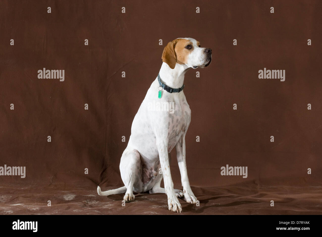 English Pointer gundog Stock Photo Alamy