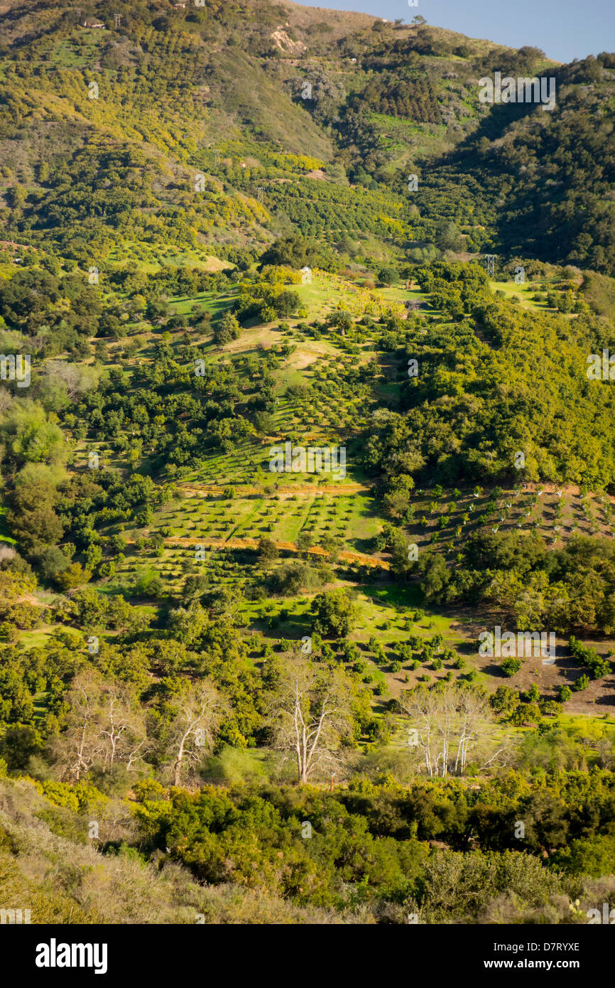 California Avocado Orchard High Resolution Stock Photography and Images