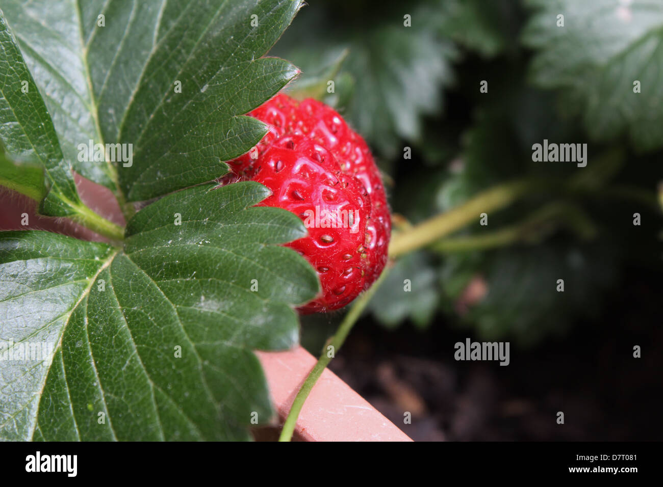 one single red strawberry growing in plant pot in garden in sun Stock ...
