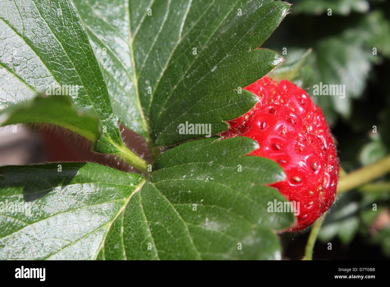 one single red strawberry growing in plant pot in garden in sun Stock Photo Alamy