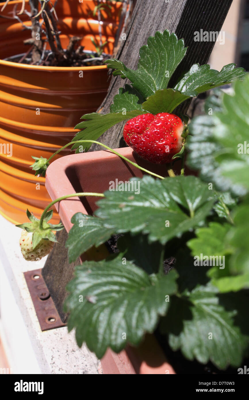 one single red strawberry growing in plant pot in garden in sun Stock ...