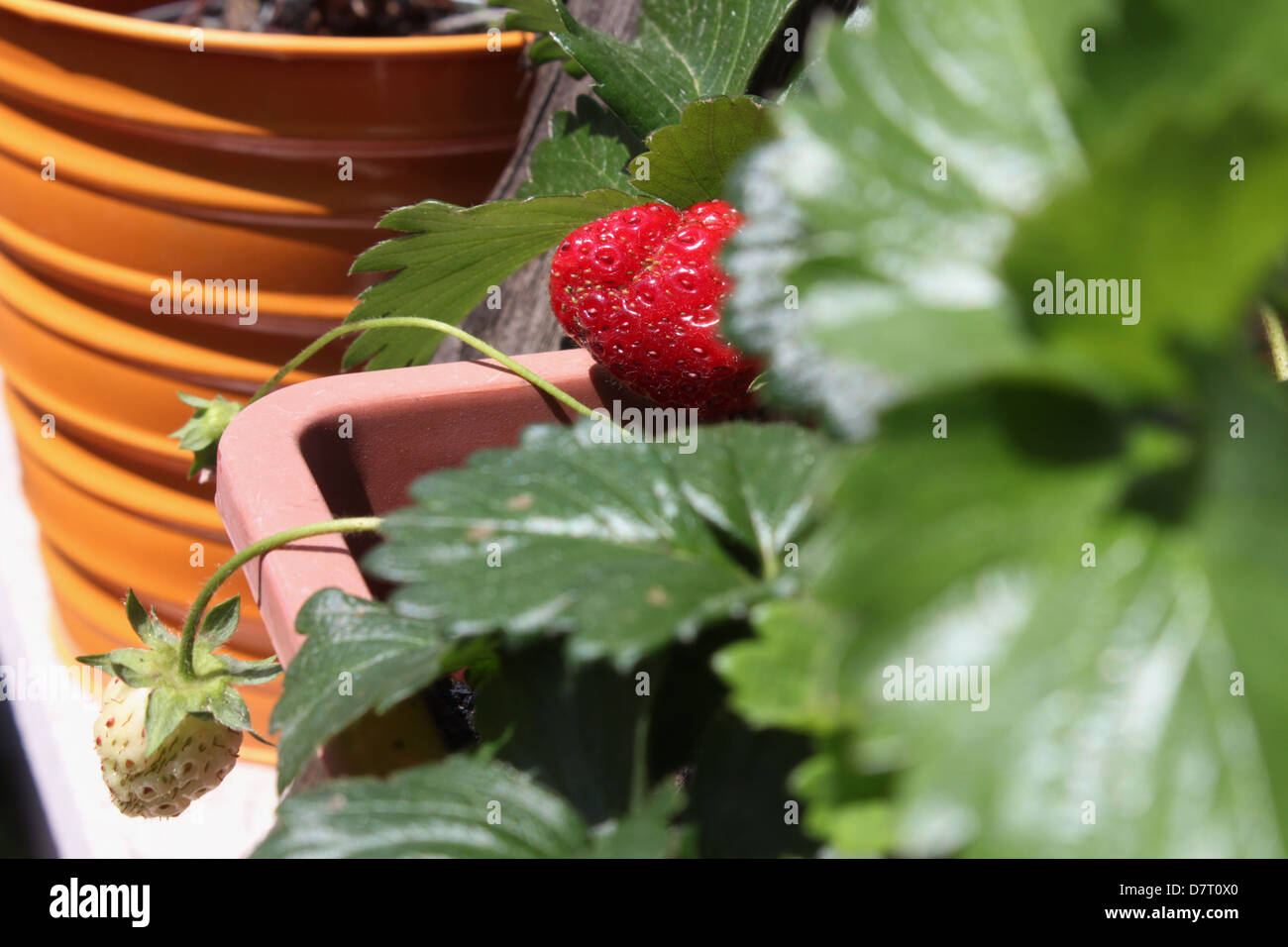one single red strawberry growing in plant pot in garden in sun Stock ...
