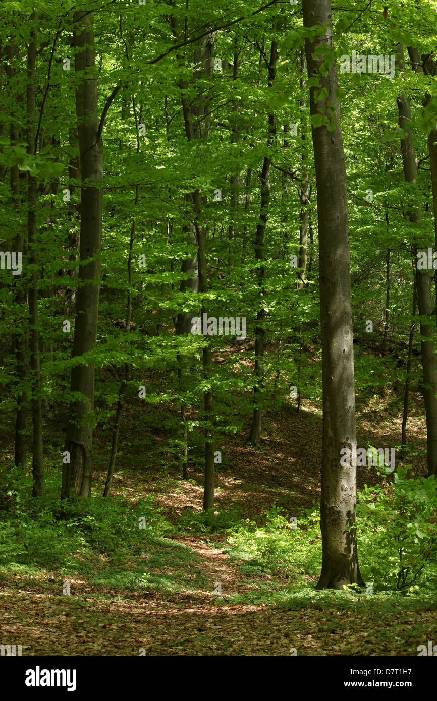 deciduous forest with European Beech trees Stock Photo