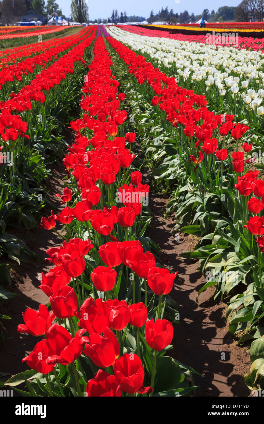 USA, Oregon, Woodburn, Wooden Shoe Tulip Farm, tulips at the tulip