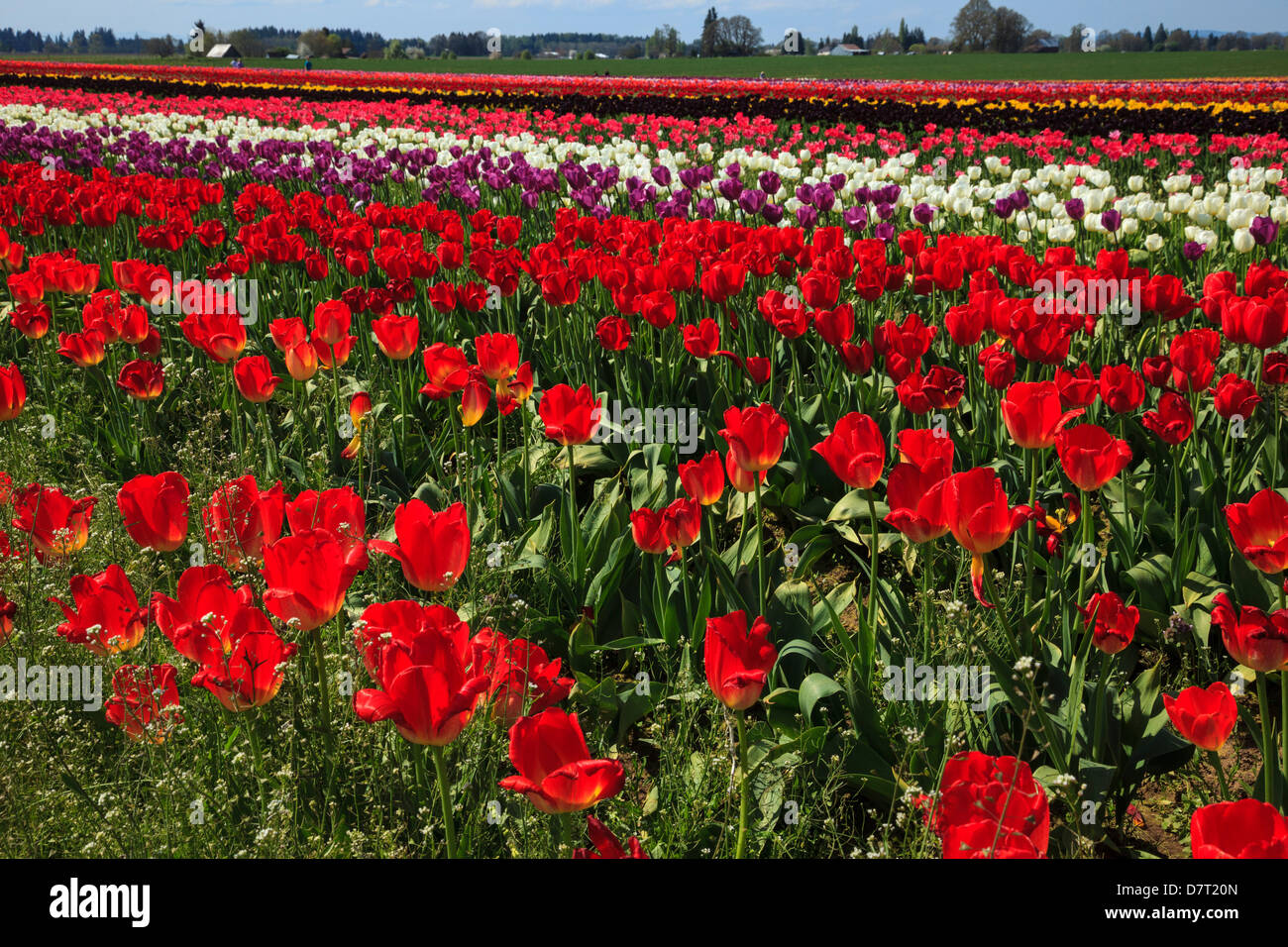 USA, Oregon, Woodburn, Wooden Shoe Tulip Farm, tulips at the tulip