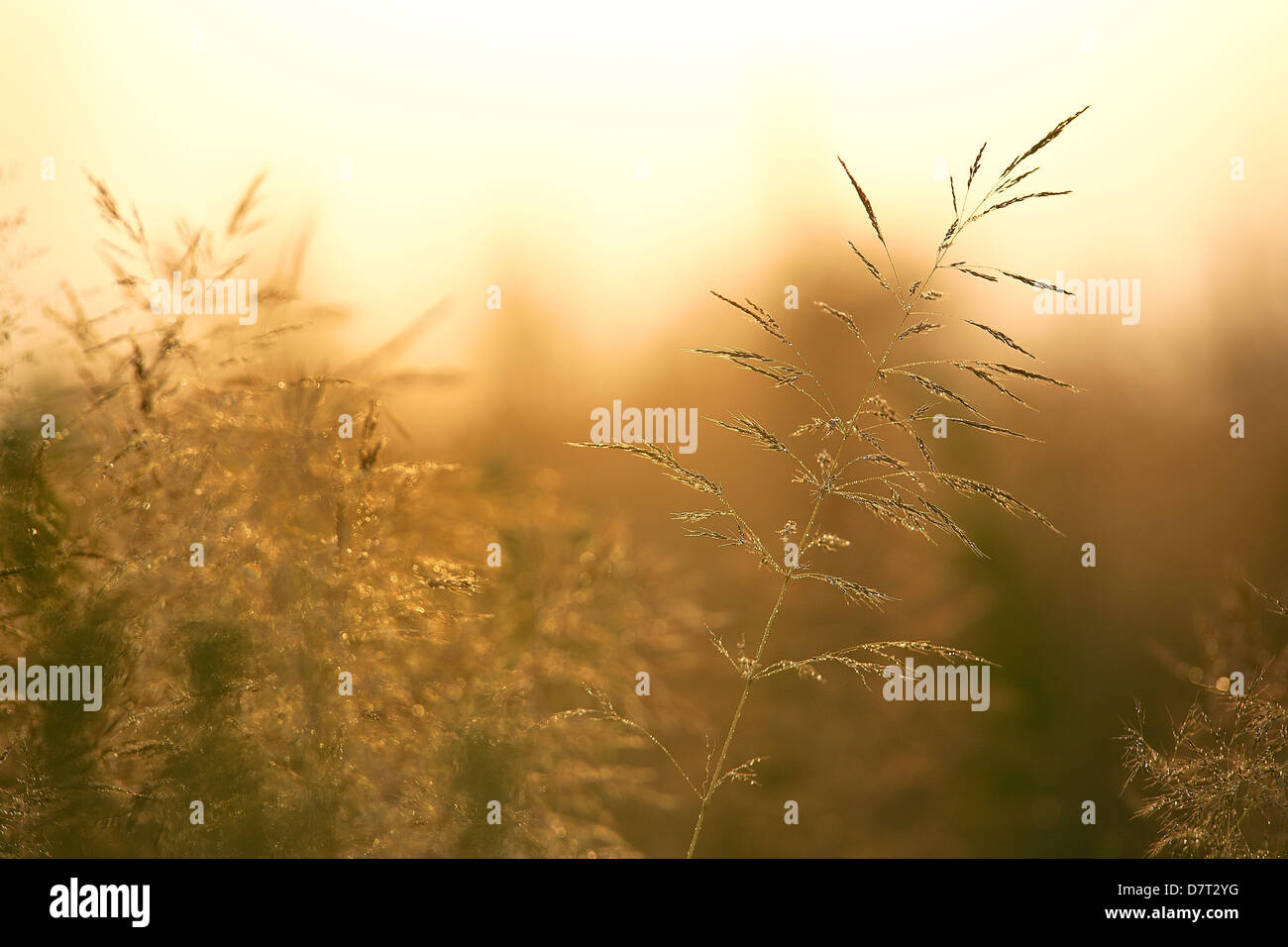 Polish golden grass Stock Photo - Alamy