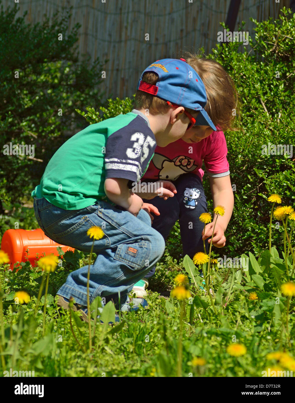 4 year old little boy and girl playing on the backyard with dandelions Stock Photo
