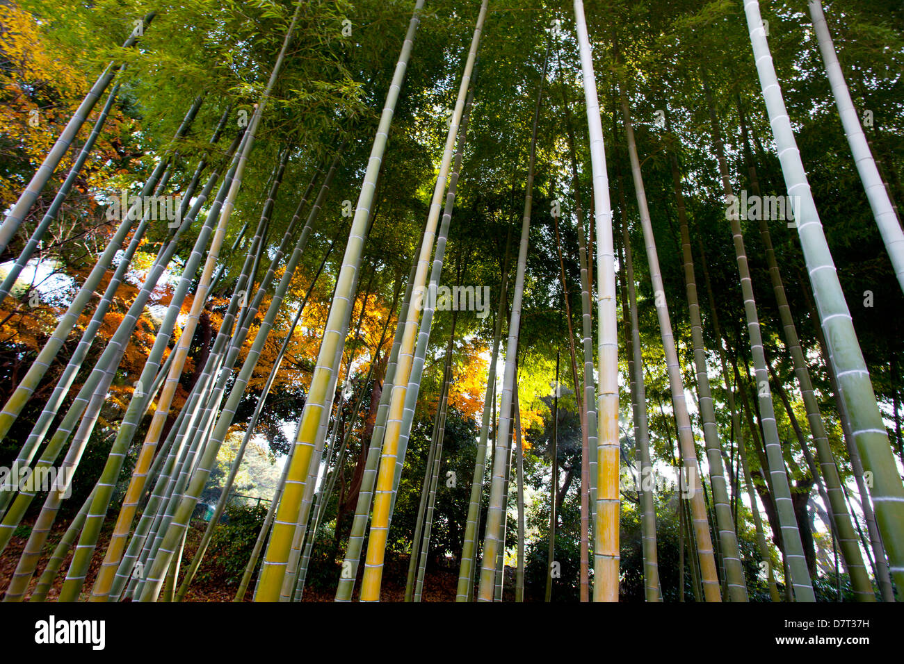 Bamboo grove in the Imperial Palace gardens, Tokyo, Japan Stock Photo Alamy