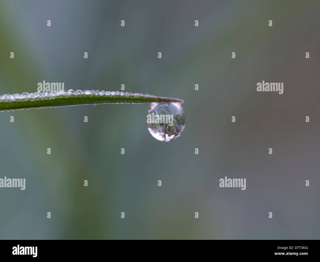 Water droplet on grass Stock Photo - Alamy