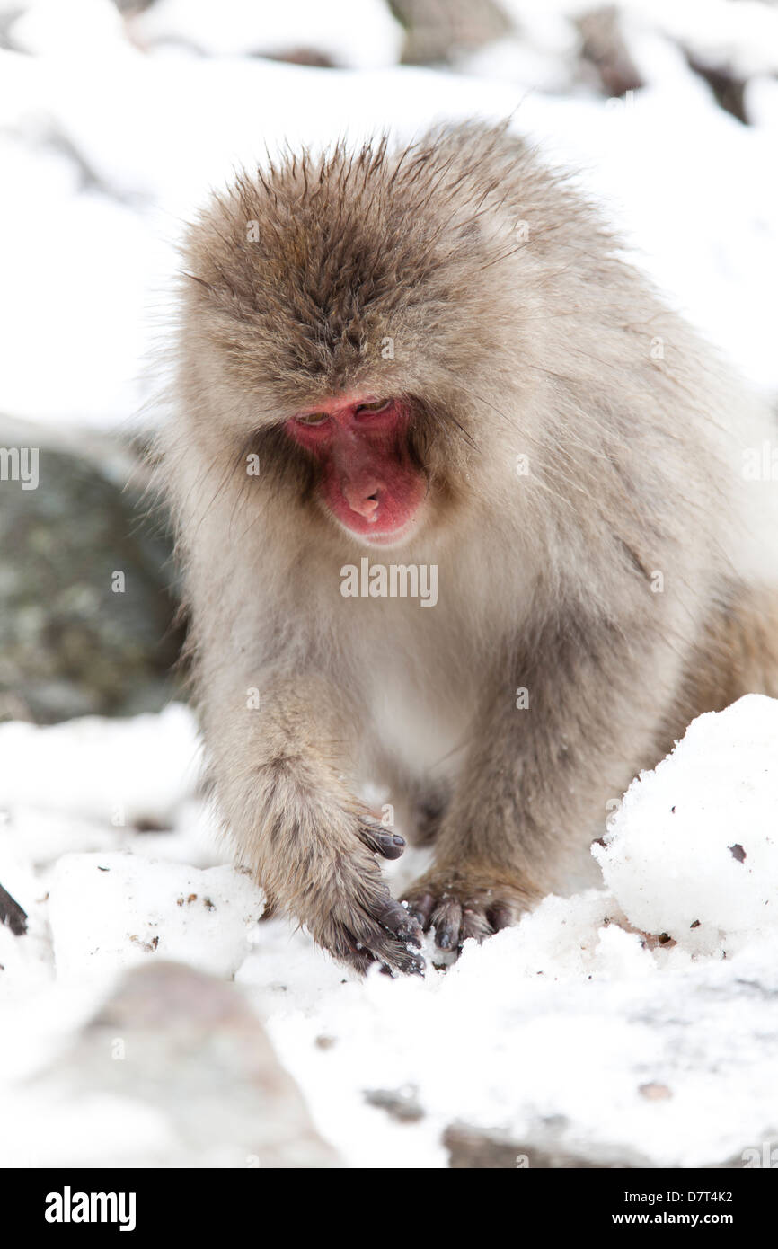 Snow monkeys bathing in hot springs, Jigokudani Yaenkoen park, Yamanouchimachi Shimotakaigun
