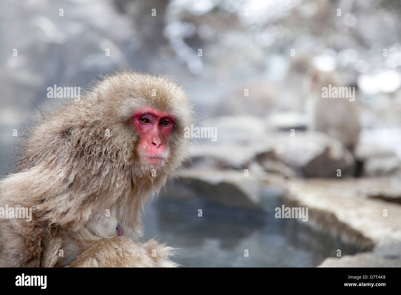 Snow monkeys bathing in hot springs, Jigokudani Yaenkoen park