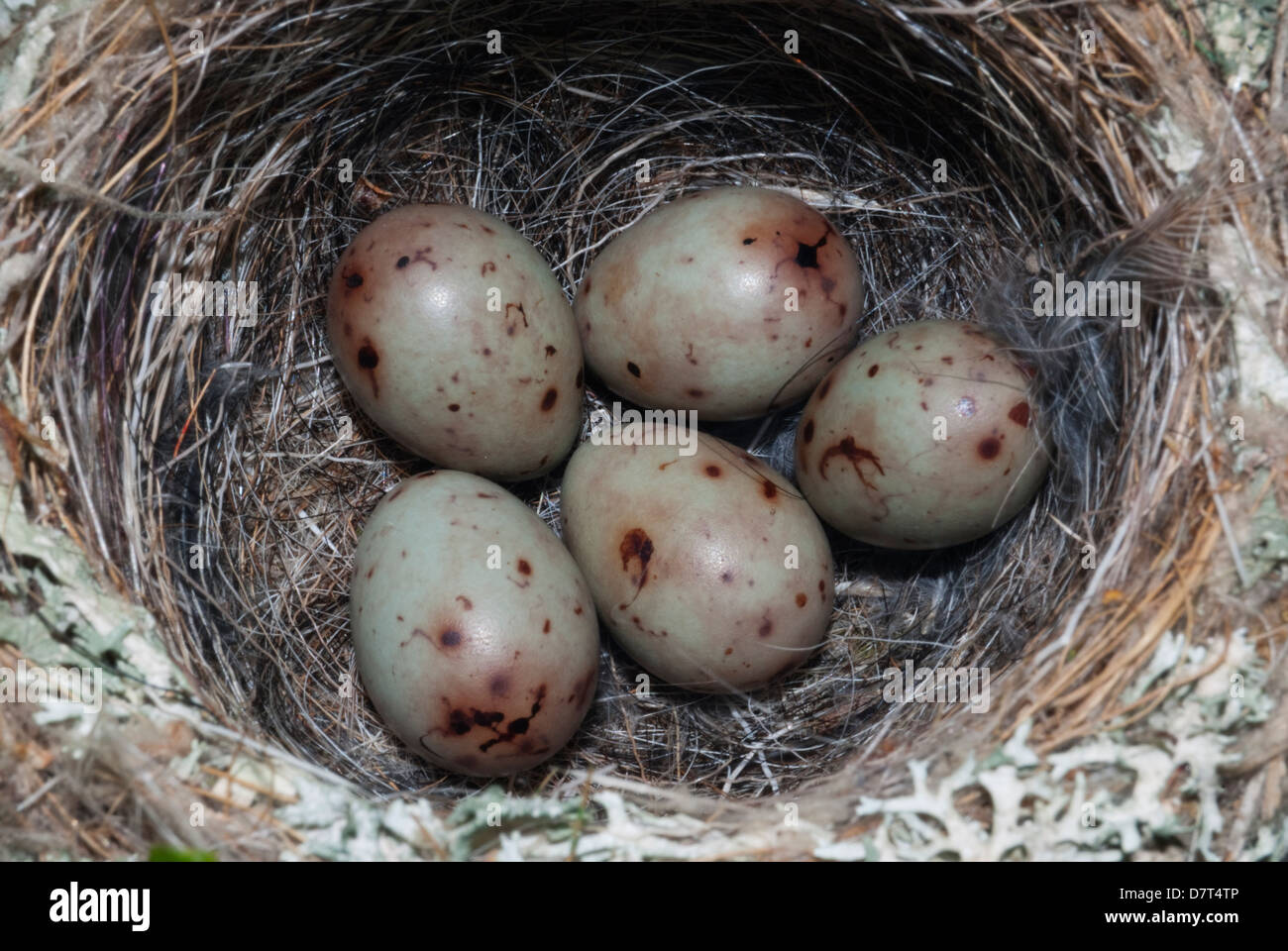 Chaffinch's bird nest with five eggs close-up. Stock Photo