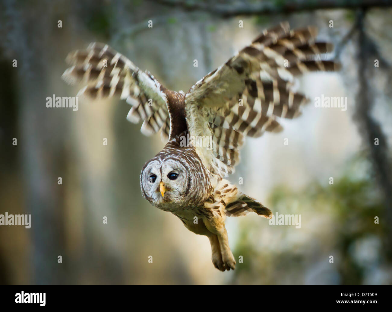 Strix Vari Usa strix varia hi-res stock photography and images - Alamy