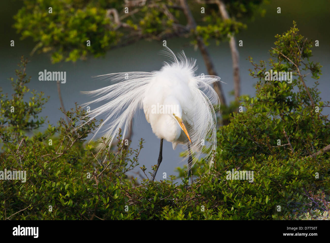 Great Egret (Ardea alba) adult at nest. Stock Photo
