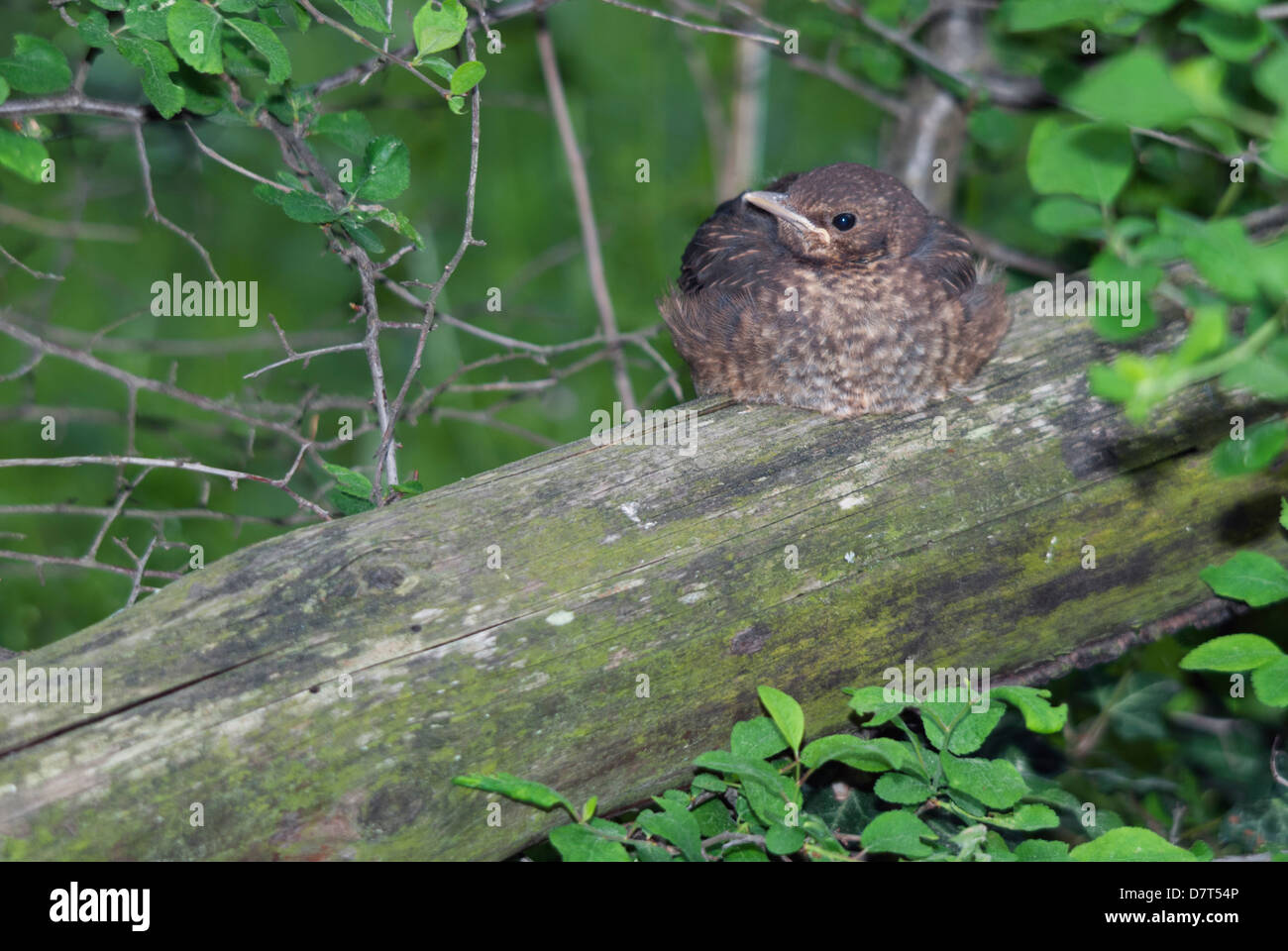 Common blackbird fledgling resting on a log Stock Photo