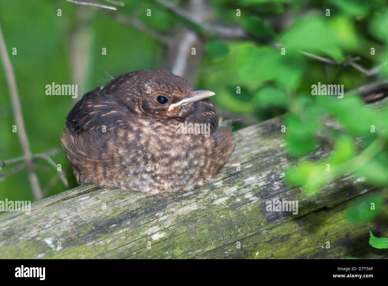 Common blackbird fledgling resting on a log Stock Photo