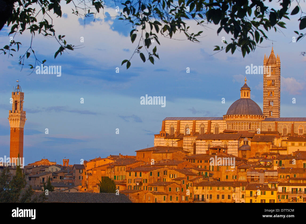 Siena, Duomo, Cathedral, Duomo Cathedral at Sunset, Torre del Mangia, Mangia Tower, UNESCO World Heritage Site,Tuscany, Italy, Stock Photo