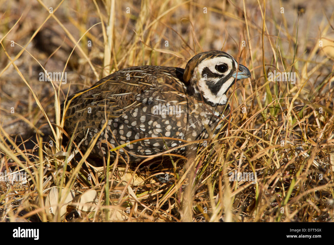 Montezuma Quail (Certonyx montezumae) male stand in grassy cover, Davis