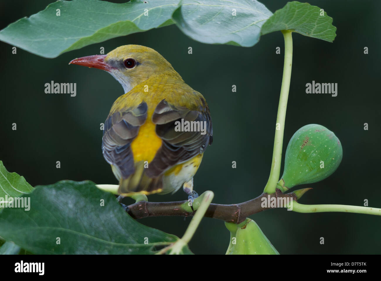 female golden oriole (Oriolus oriolus) on a fig tree with fruits Stock Photo