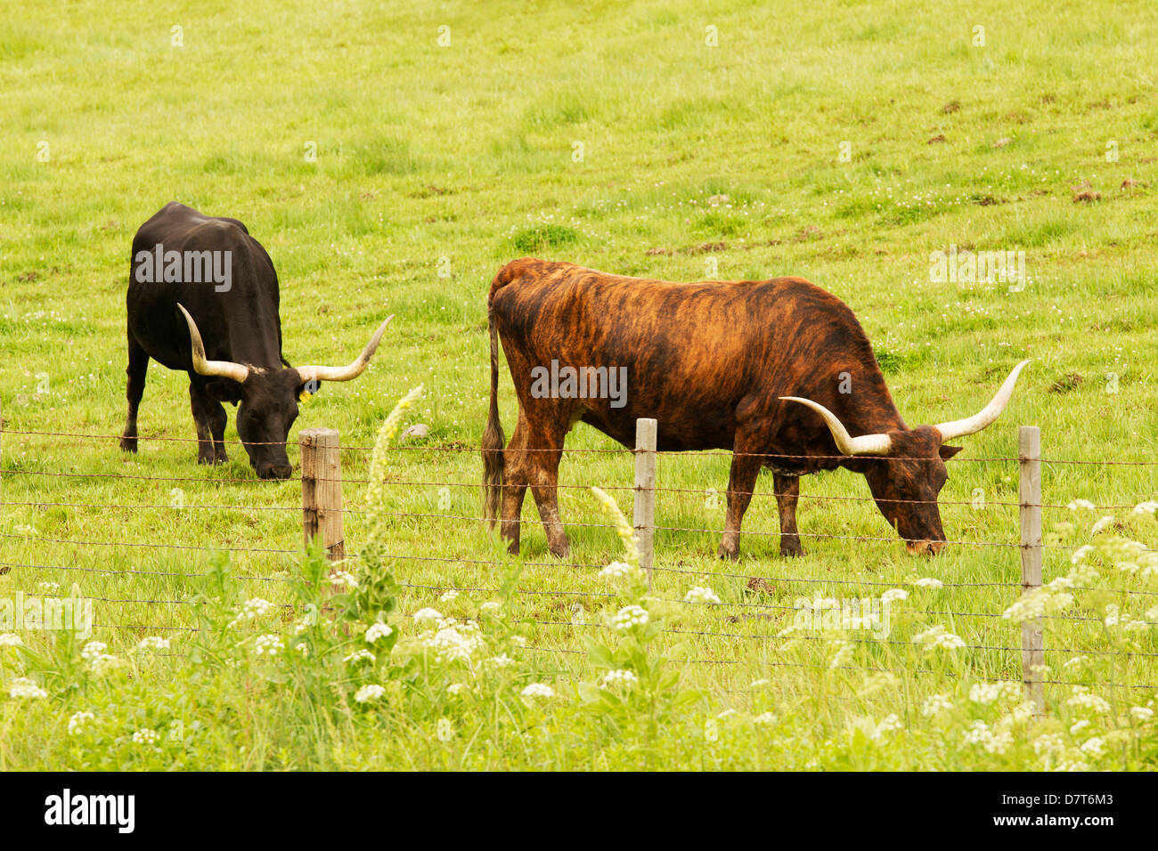 Texas longhorn cow steer hi-res stock photography and images - Alamy