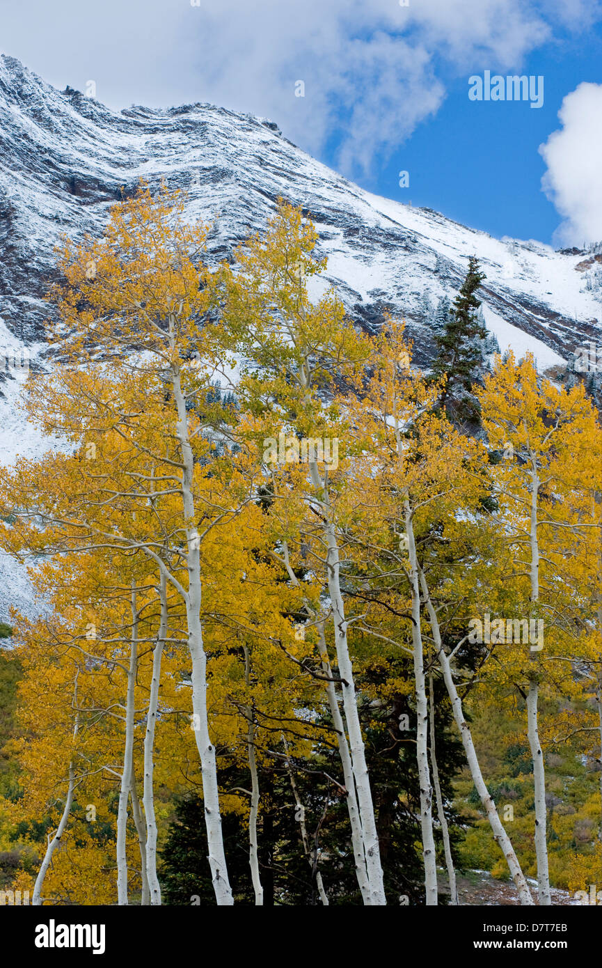 Golden Aspen Trees in fall colors with snow on Mount Superior. Uinta