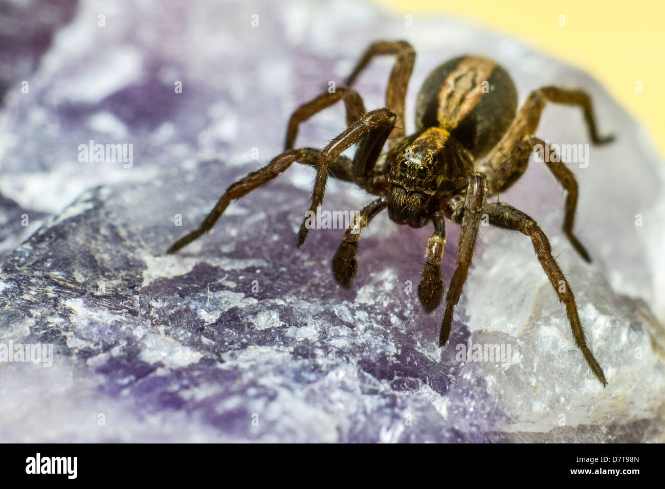 Portrait of a spider Stock Photo
