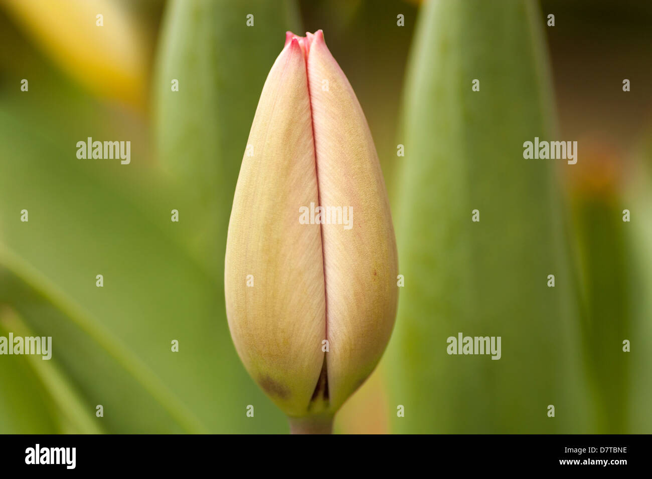 single closed tulip bud Stock Photo