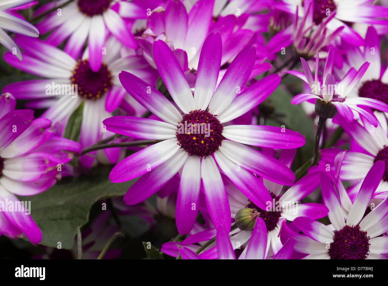 Senetti magenta bicolor Flower cineraria Stock Photo