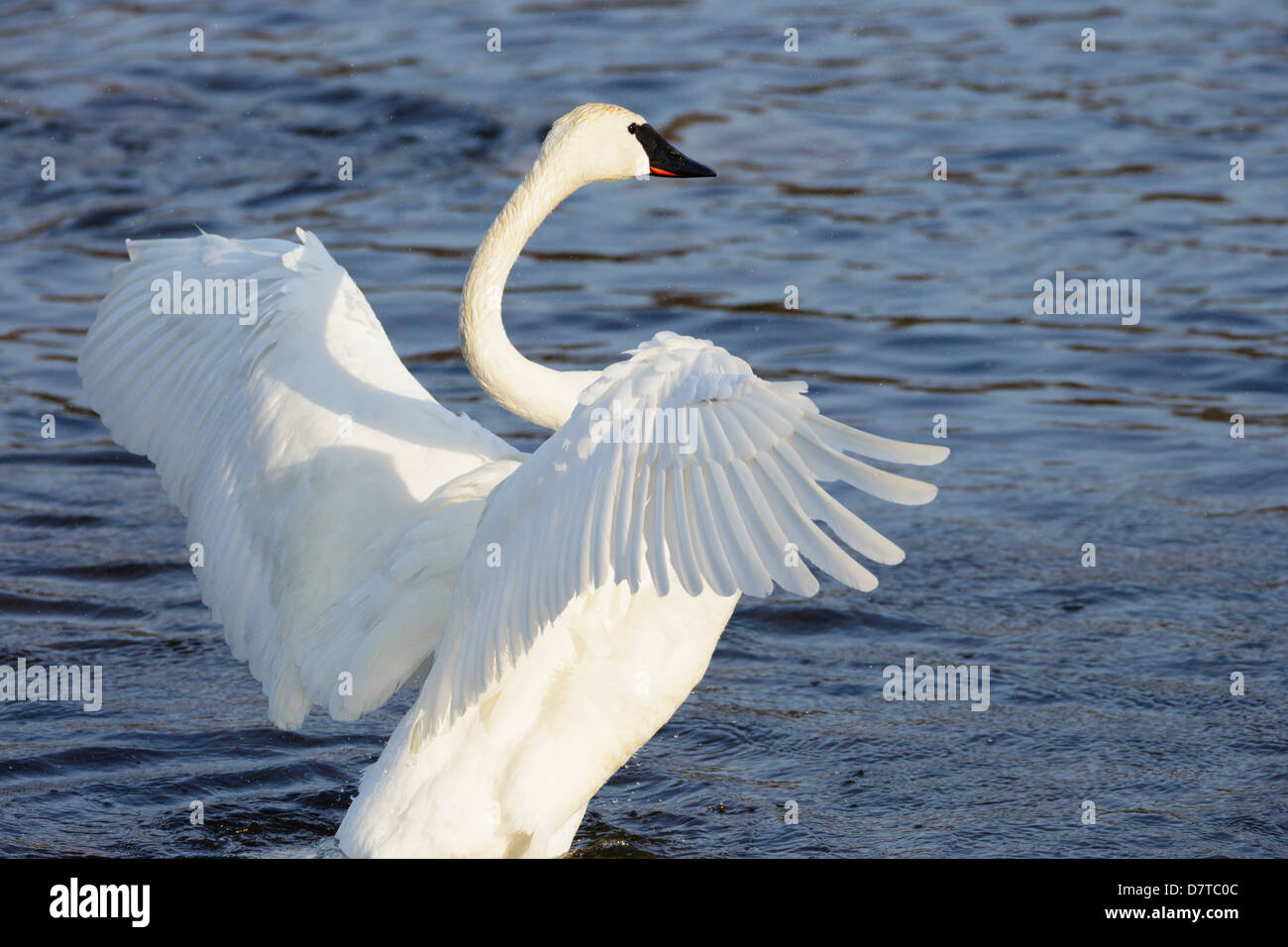 Trumpeter Swan extending its massive wings - Mississippi River in Minnesota. Stock Photo