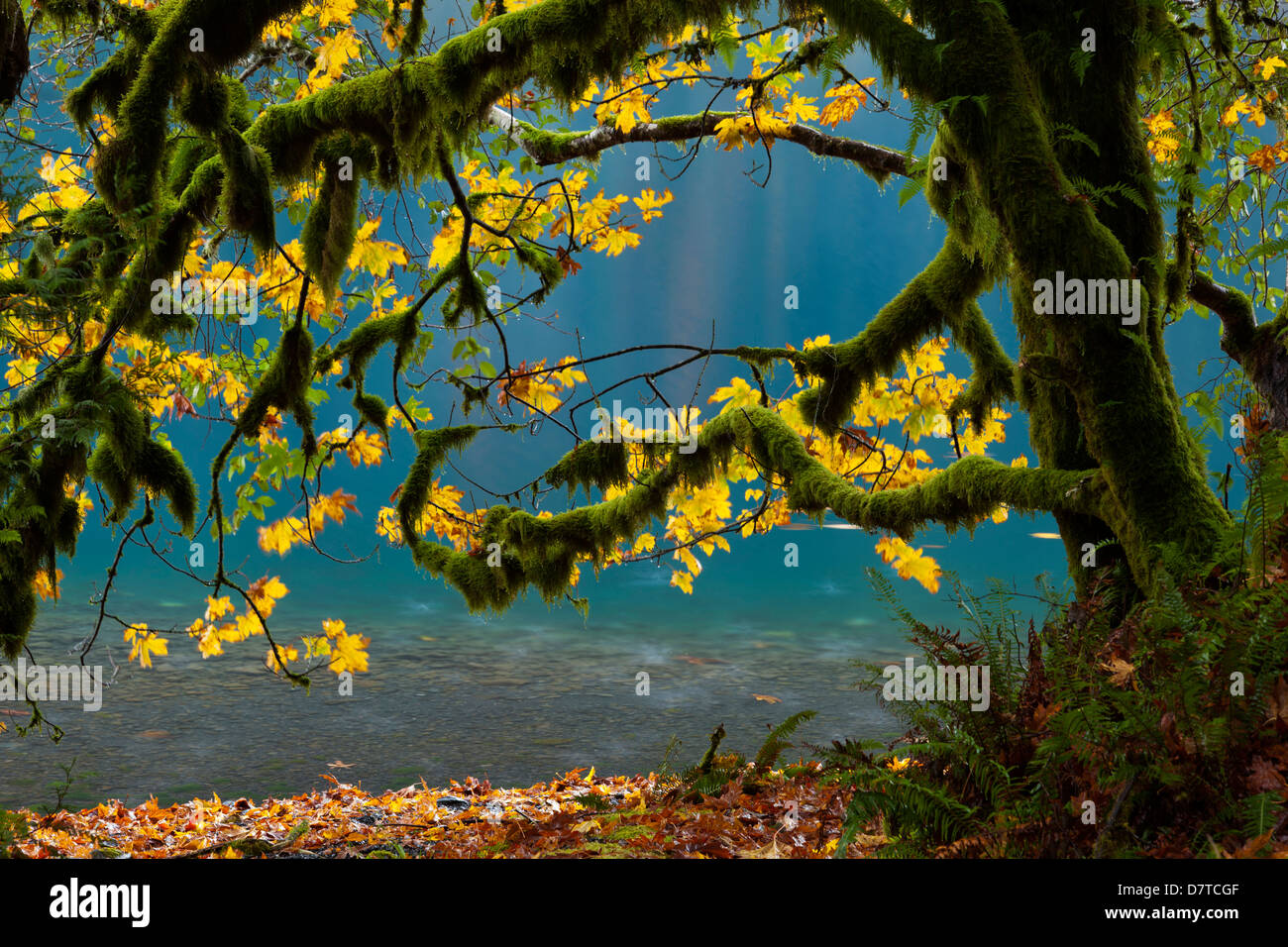 Lake Crescent, Olympic National Park, Washington, USA Stock Photo