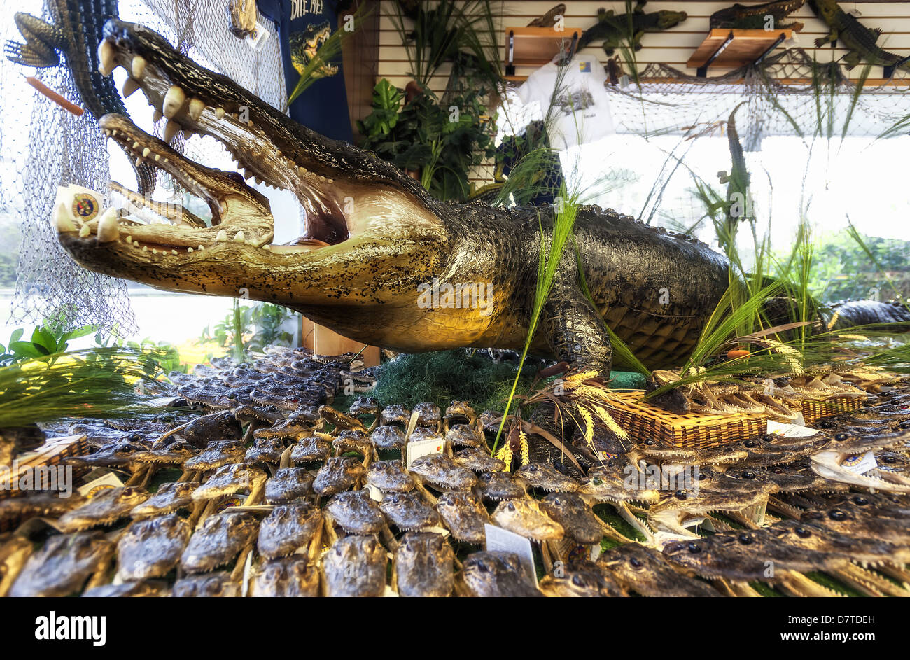 Gator Heads for sale at a fruit stand on I-75, in Ocala Florida. Stock Photo