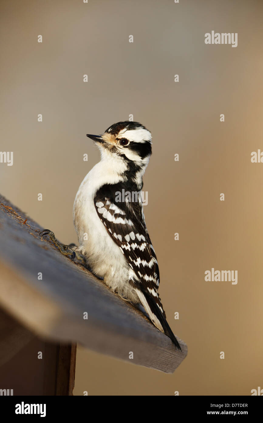 A Downy Woodpecker (Picoides pubescens) sitting on a bird feeder. Stock Photo