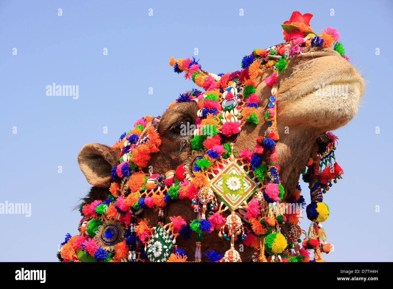 Portrait of decorated camel, Jaisalmer, Rajasthan, India Stock Photo