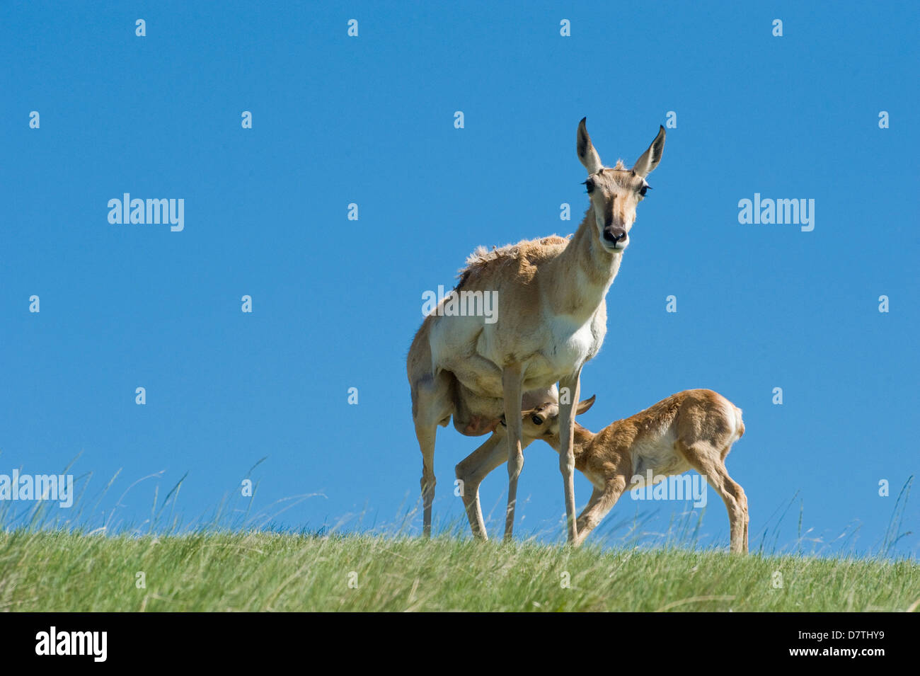 Mother and Baby Antelope, Pronghorn (Antilocapridae) grasslands, Rawlins, Wyoming. Stock Photo