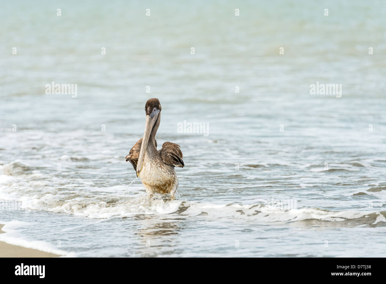 Brown Pelican (Pelecanus occidentalis carolinensis) in El Rompio beach in Panama Stock Photo