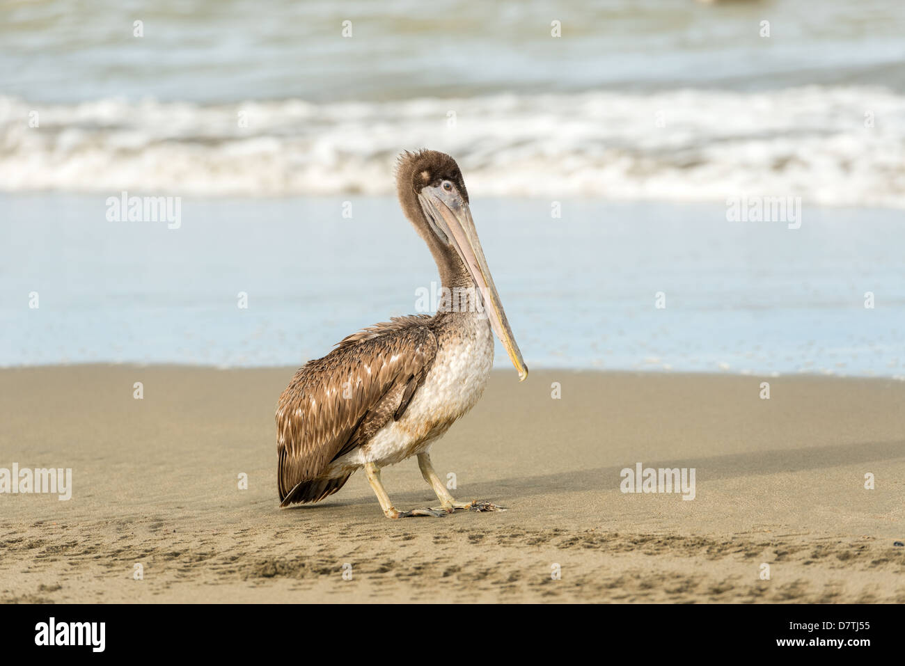 Brown Pelican (Pelecanus occidentalis carolinensis) in El Rompio beach in Panama Stock Photo