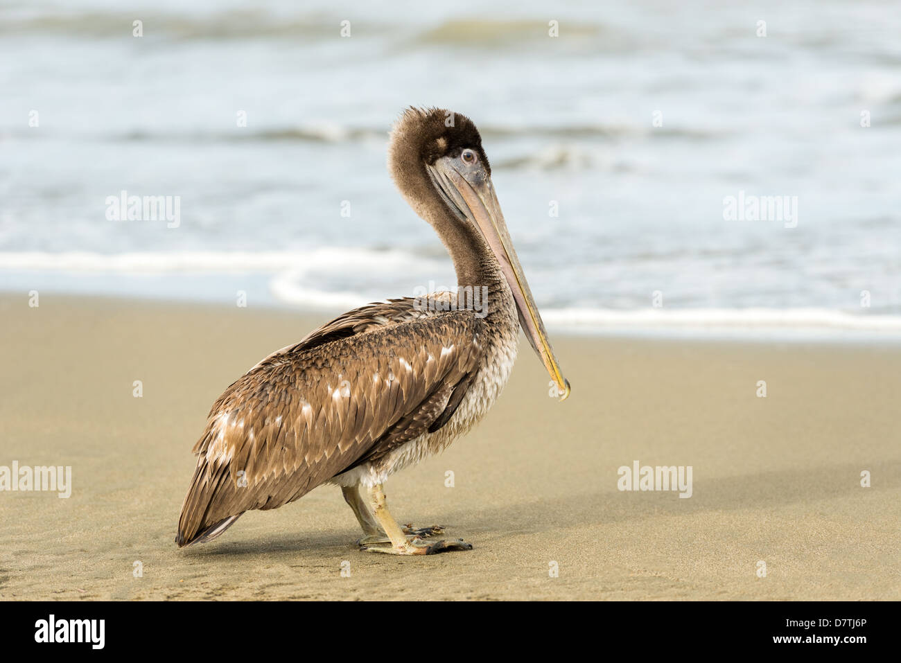 Brown Pelican (Pelecanus occidentalis carolinensis) in El Rompio beach in Panama Stock Photo