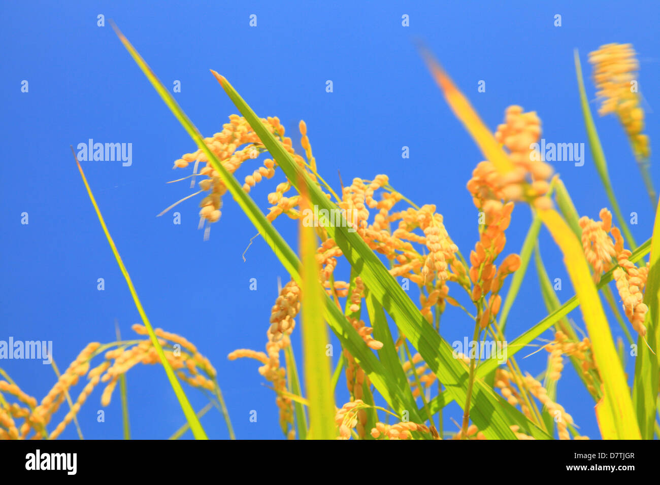 Blue sky and rice ears Stock Photo - Alamy