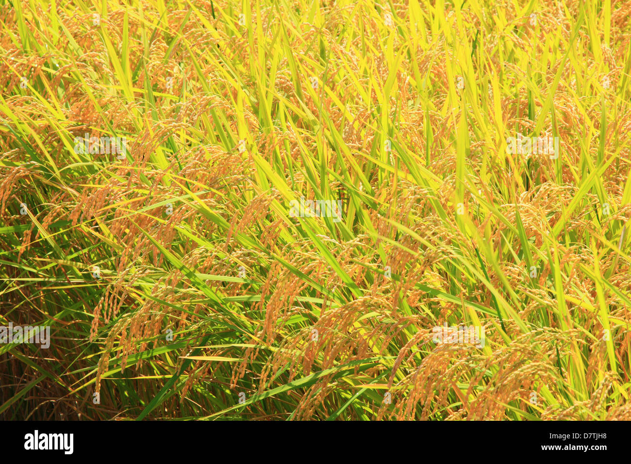 Paddy rice crop ears hi-res stock photography and images - Alamy