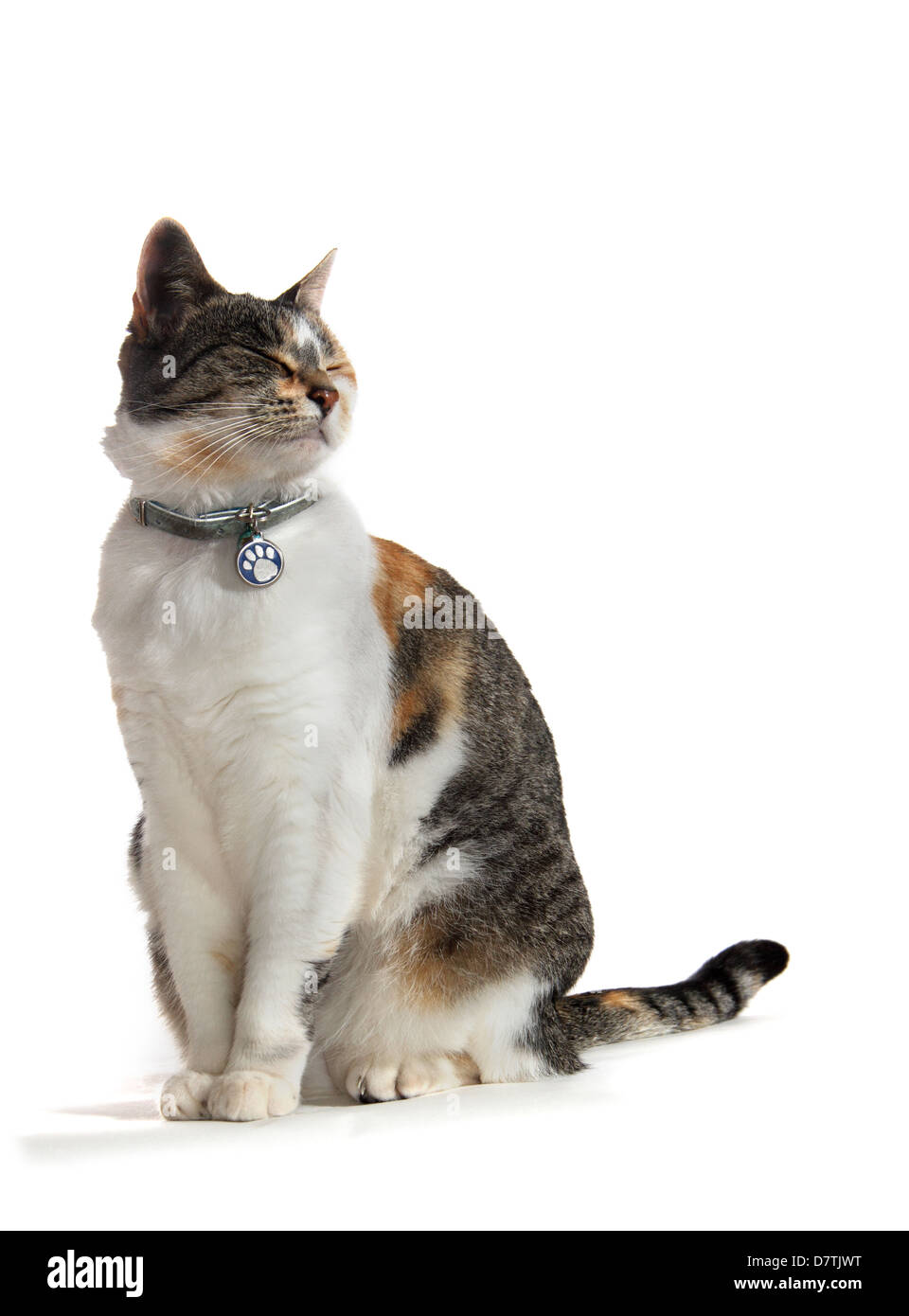 domestic short haired cat photographed in a studio with a white background suitable for cut-out Stock Photo