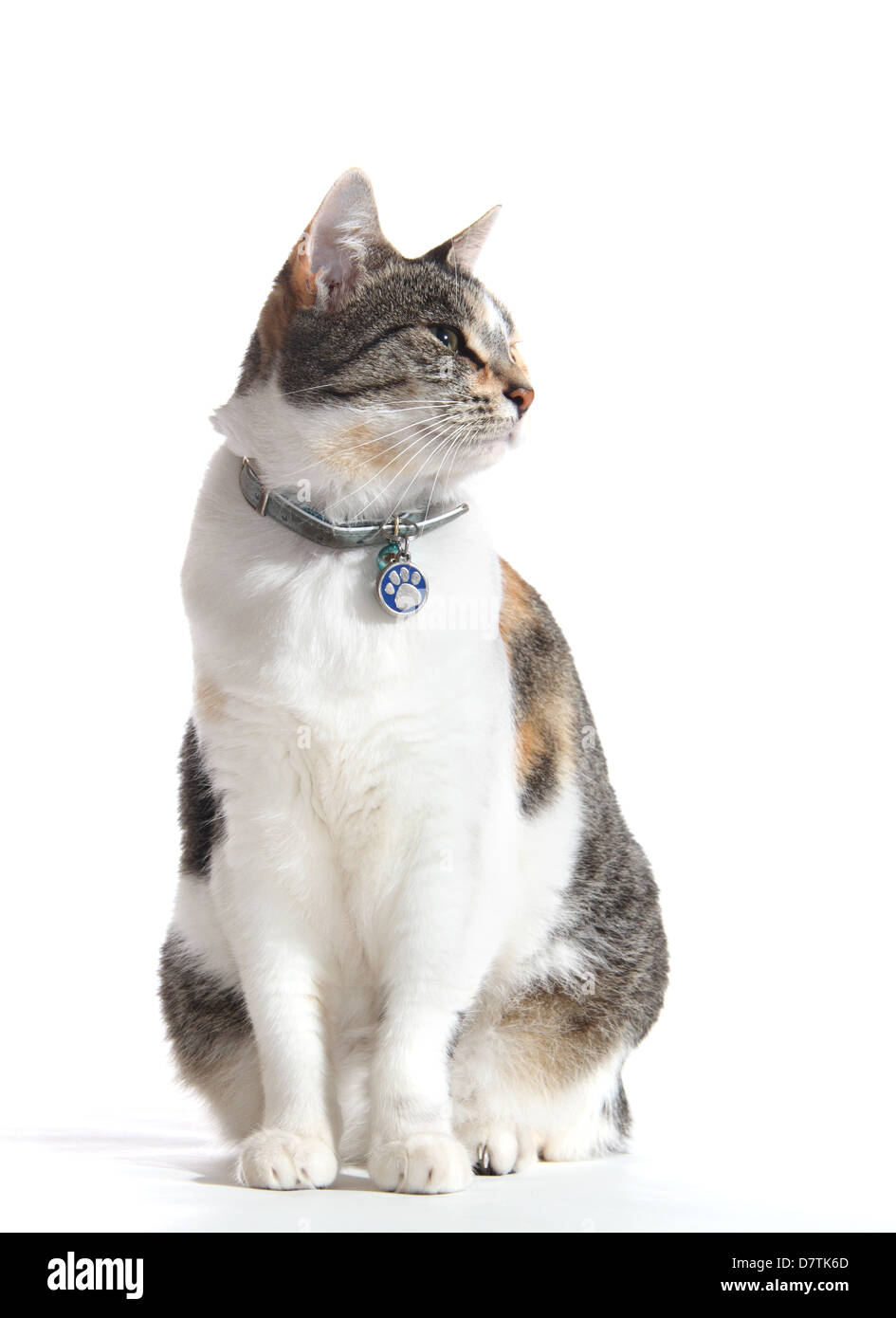 domestic short haired cat photographed in a studio with a white background suitable for cut-out Stock Photo