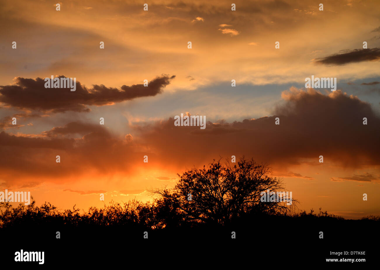 Sunset silhouettes a mesquite tree as seen from the east side, Tucson, Arizona, Sonoran Desert, USA. Stock Photo