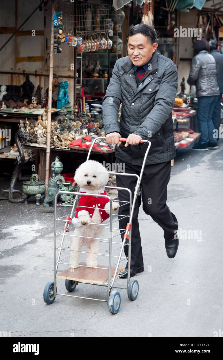 Man pushing a jacketwearing dog in Shanghai, China Stock Photo Alamy