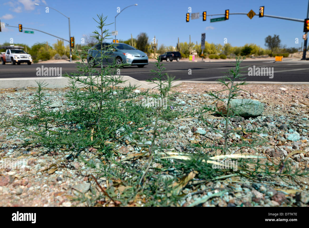 Roadside weeds hi-res stock photography and images - Alamy