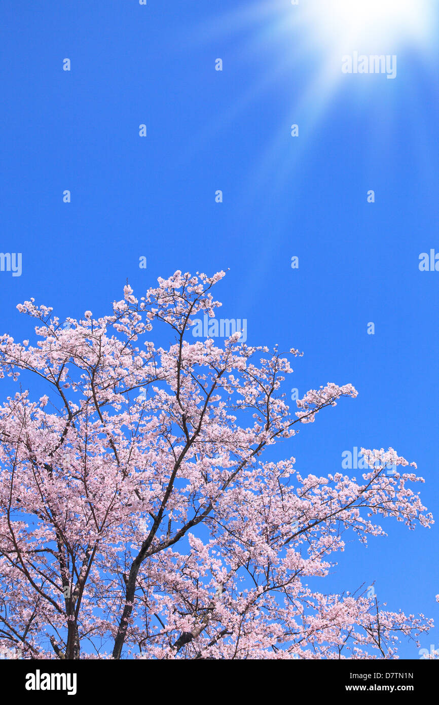 Cherry blossoms and blue sky Stock Photo - Alamy
